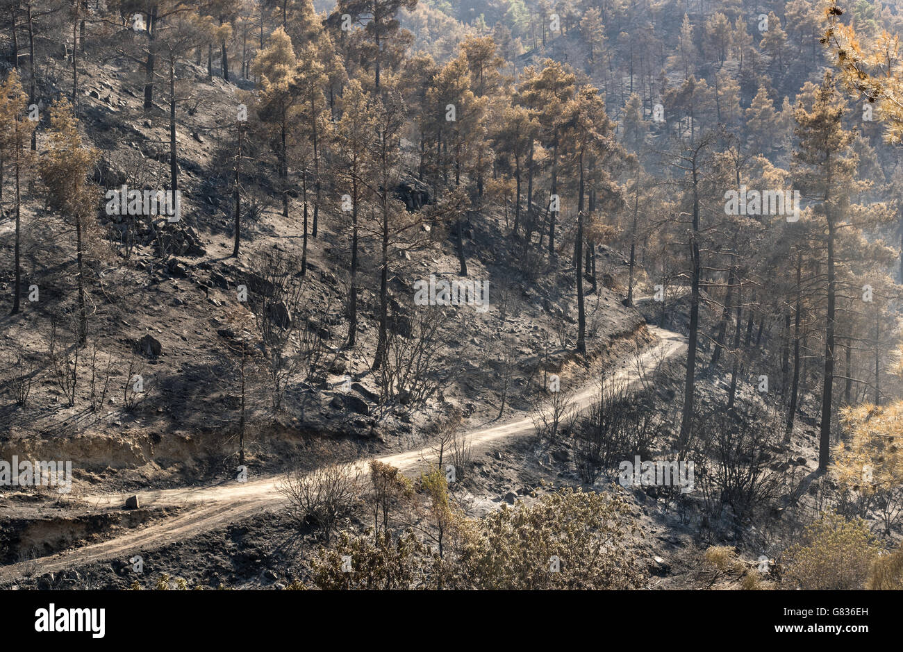 Foresta e alberi dopo un grande incendio di foresta a Monti Troodos in Cipro che ha creato un grande danno ambientale. Foto Stock
