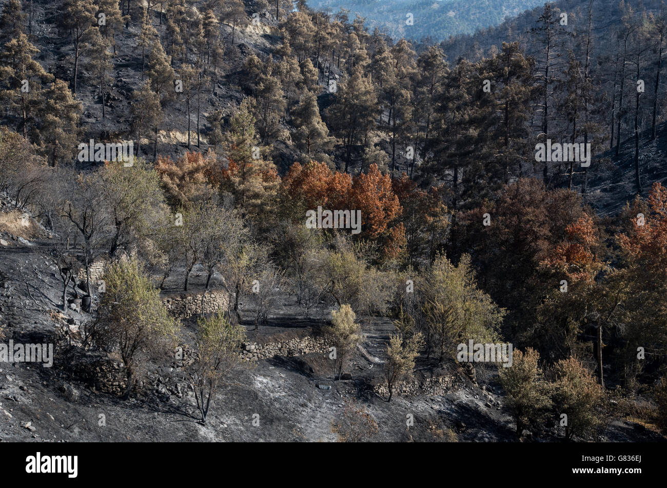 Foresta e alberi dopo un grande incendio di foresta a Monti Troodos in Cipro che ha creato un grande danno ambientale. Foto Stock