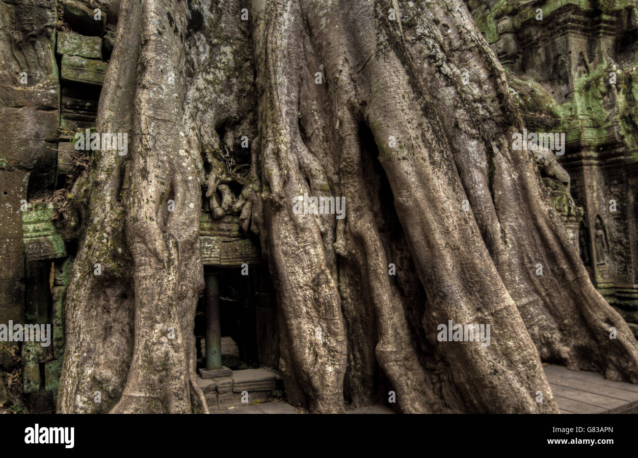 Angor Ta Prohm Khmer antico tempio buddista nella giungla foresta. Famoso punto di riferimento, luogo di culto e popolare di viaggio turistico dest Foto Stock Angor Ta Prohm Khmer antico tempio buddista nella giungla foresta. Famoso punto di riferimento, luogo di culto e popolare di viaggio turistico dest Foto Stock