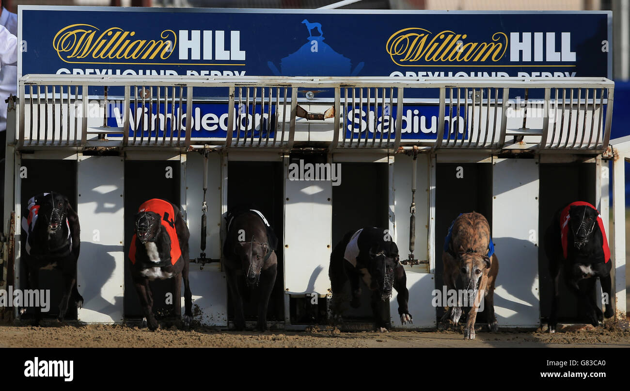 Greyhound Racing - William Hill Derby - Finals - Stadio di Wimbledon. I cani escono dalle trappole durante il William Hill - Scommetti sul Move273 Sprint Foto Stock
