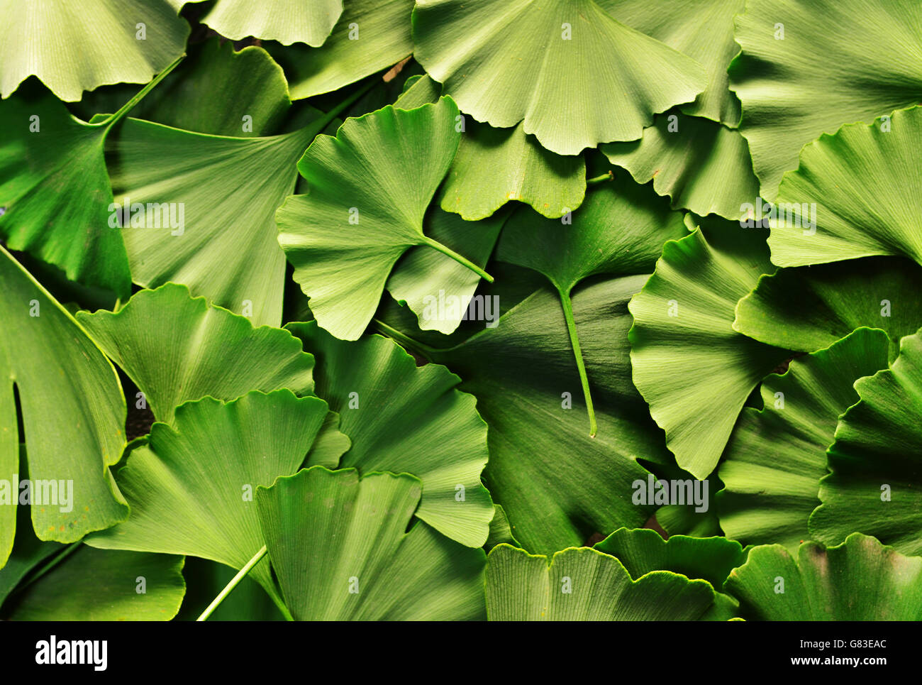Il ginkgo biloba foglie texture pattern naturale Foto Stock