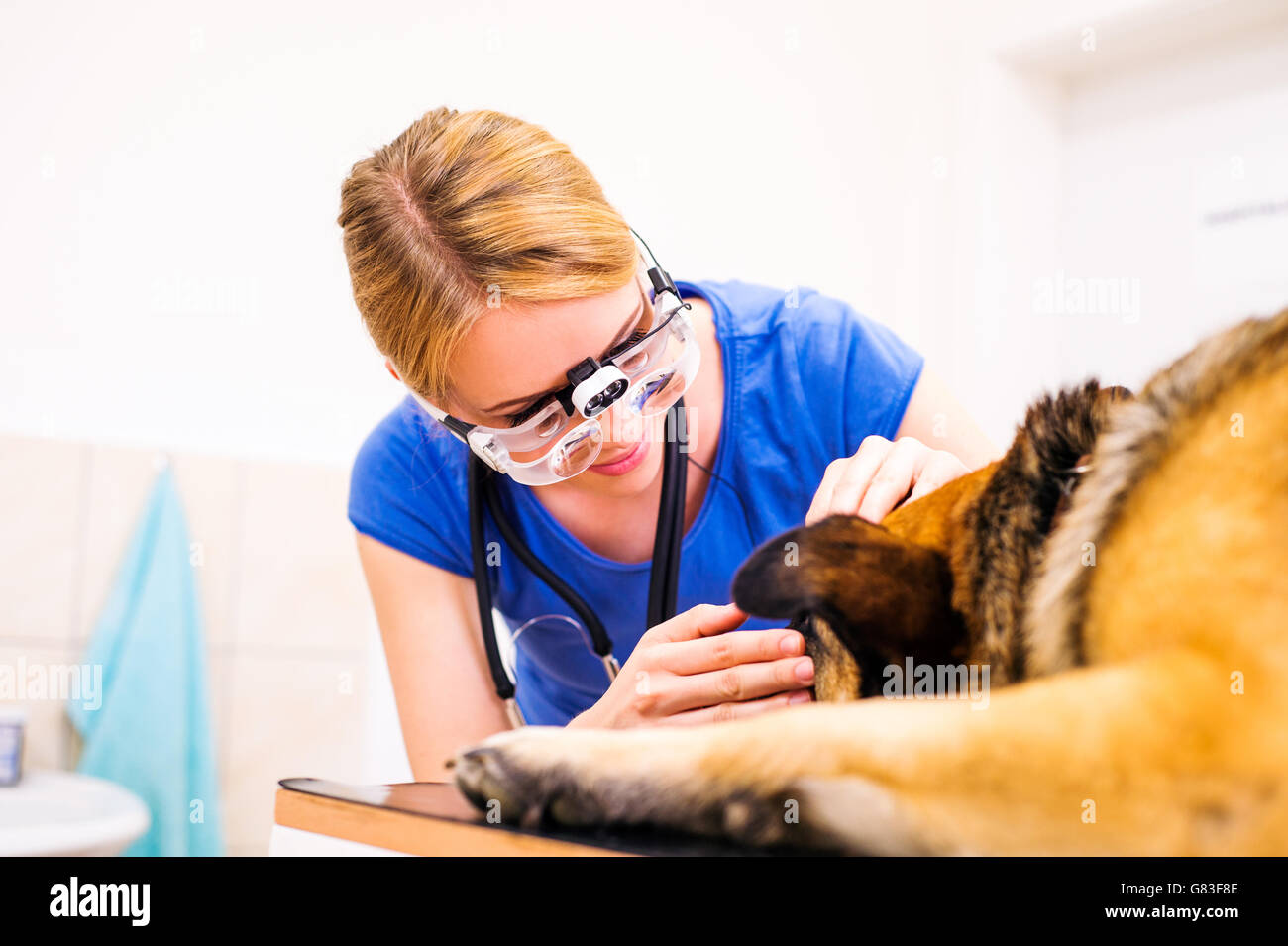 Veterinario esaminando pastore tedesco cane con mal di occhio. Foto Stock