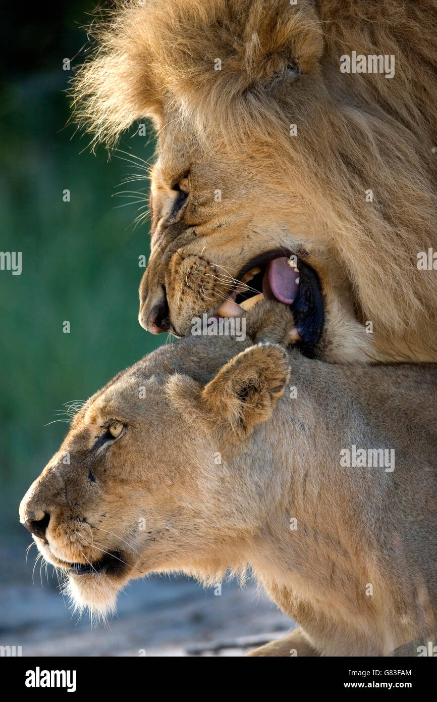 I Lions coniugata, Kruger National Park, Sud Africa Foto Stock