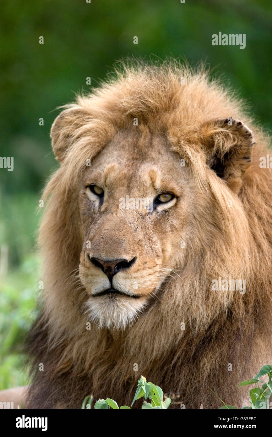 Ritratto di un maschio di leone, Parco Nazionale Kruger Foto Stock