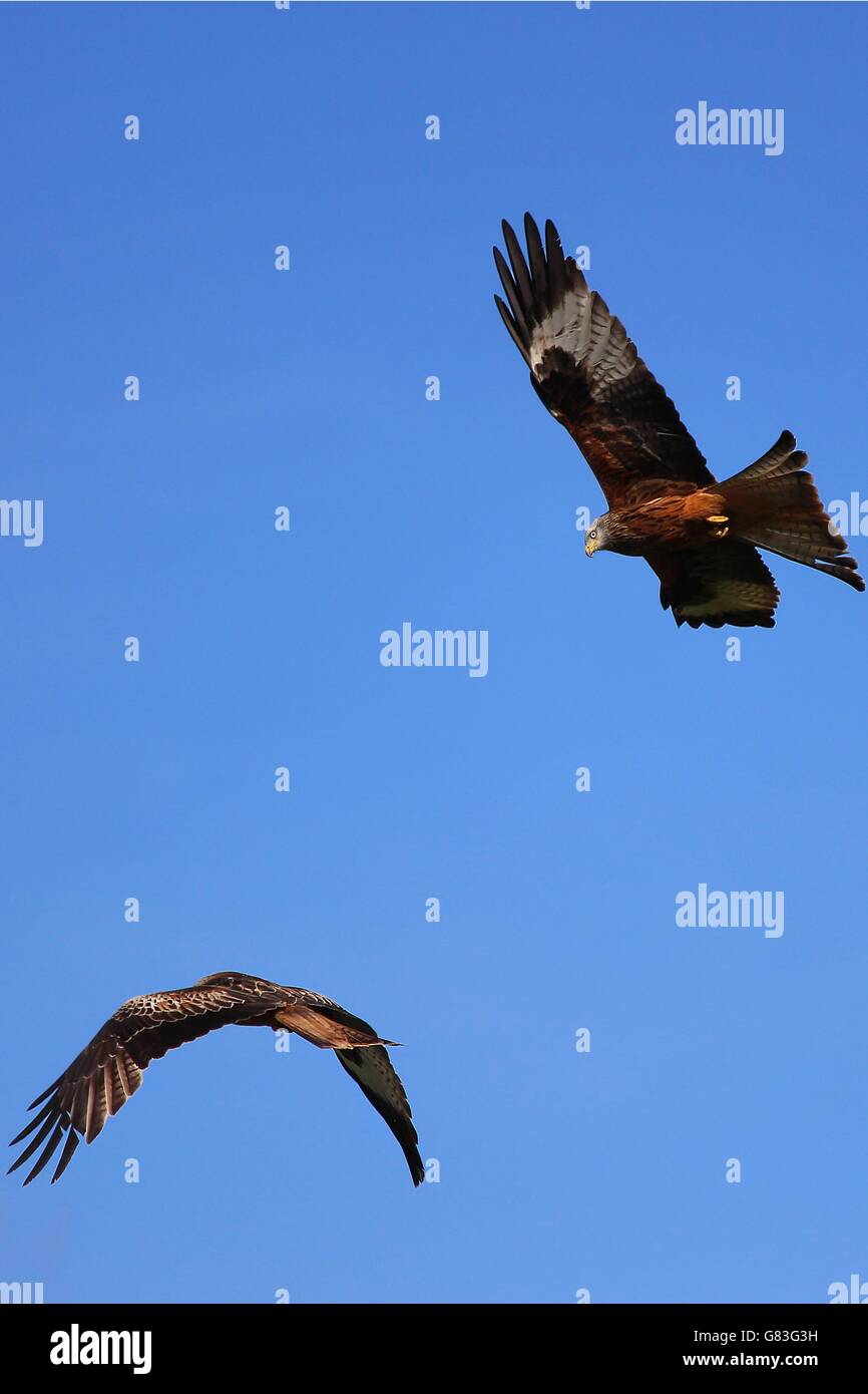 Due red kites in volo insieme in Wales UK, Brecon Beacons Foto Stock