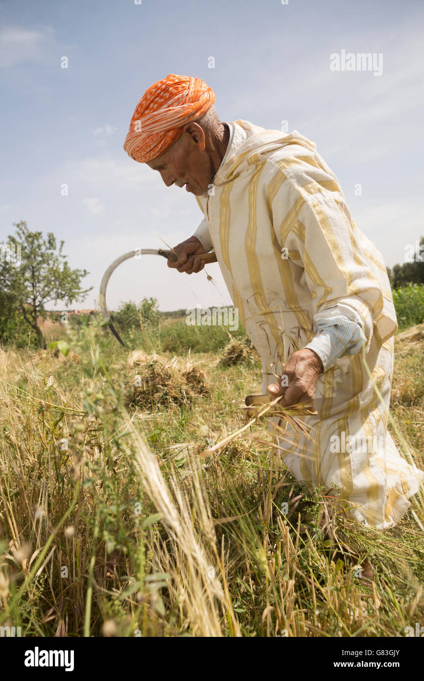 Un agricoltore di raccolti di frumento nel perimetro Douraine in Chichaoua Prov., Marocco. Foto Stock