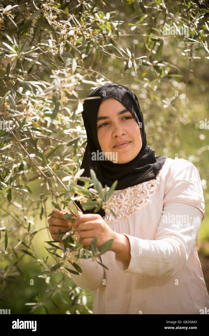 Un agricoltore ispeziona un oliveto di Ourika, Marocco. Foto Stock