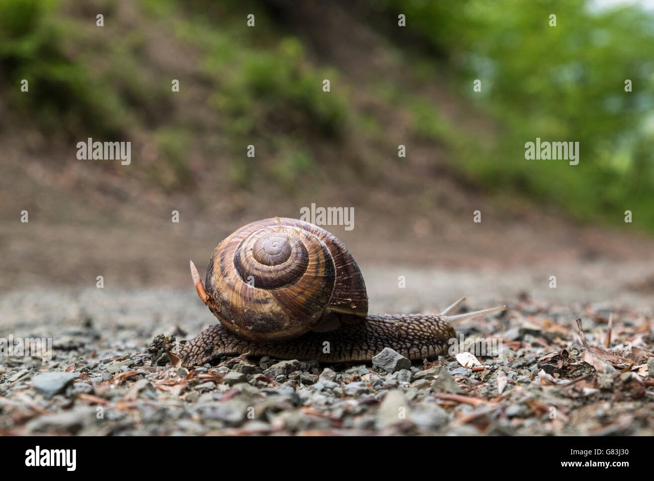 Snail attraversando un percorso sulla Via degli Dei itinerario a piedi vicino al Passo Futa, Toscana, Italia Foto Stock
