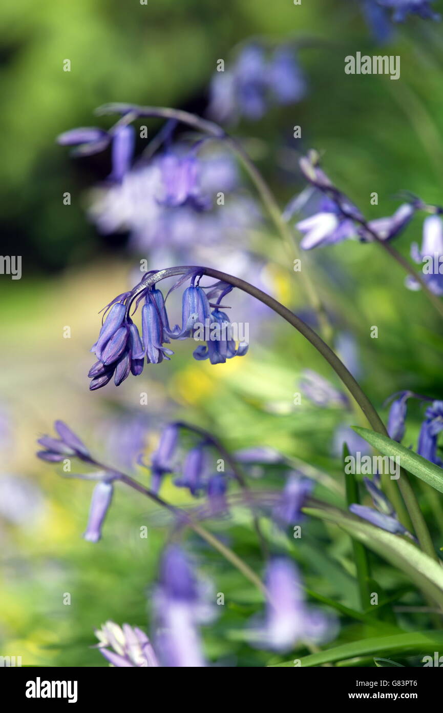 Siepe di bluebells dove il bluebells appendere pesante con i loro fiori Foto Stock