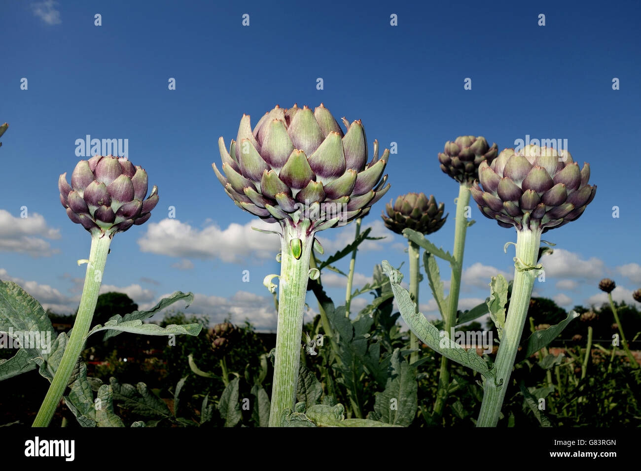 Carciofi Cynara cardunculus Foto Stock