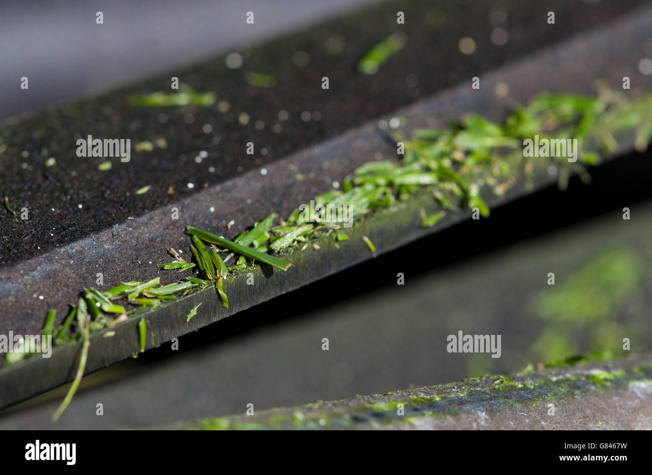 Primo piano macro Lens photo mostra le talee d'erba su una lama di tosaerba durante il quarto giorno del Wimbledon Championships presso l'All England Lawn Tennis and Croquet Club di Wimbledon. Foto Stock