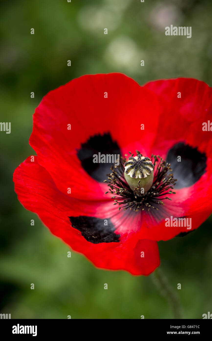 Close up di un rosso Papaver "coccinella" con petali rossi e neri. Foto Stock