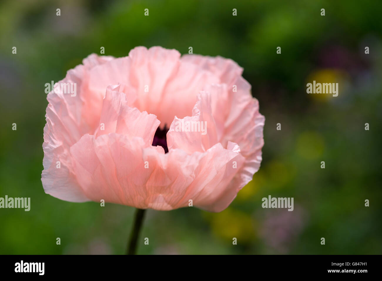 Morbido e sognante immagine di un rosa pallido Papavero (Papaver Orientale). Foto Stock