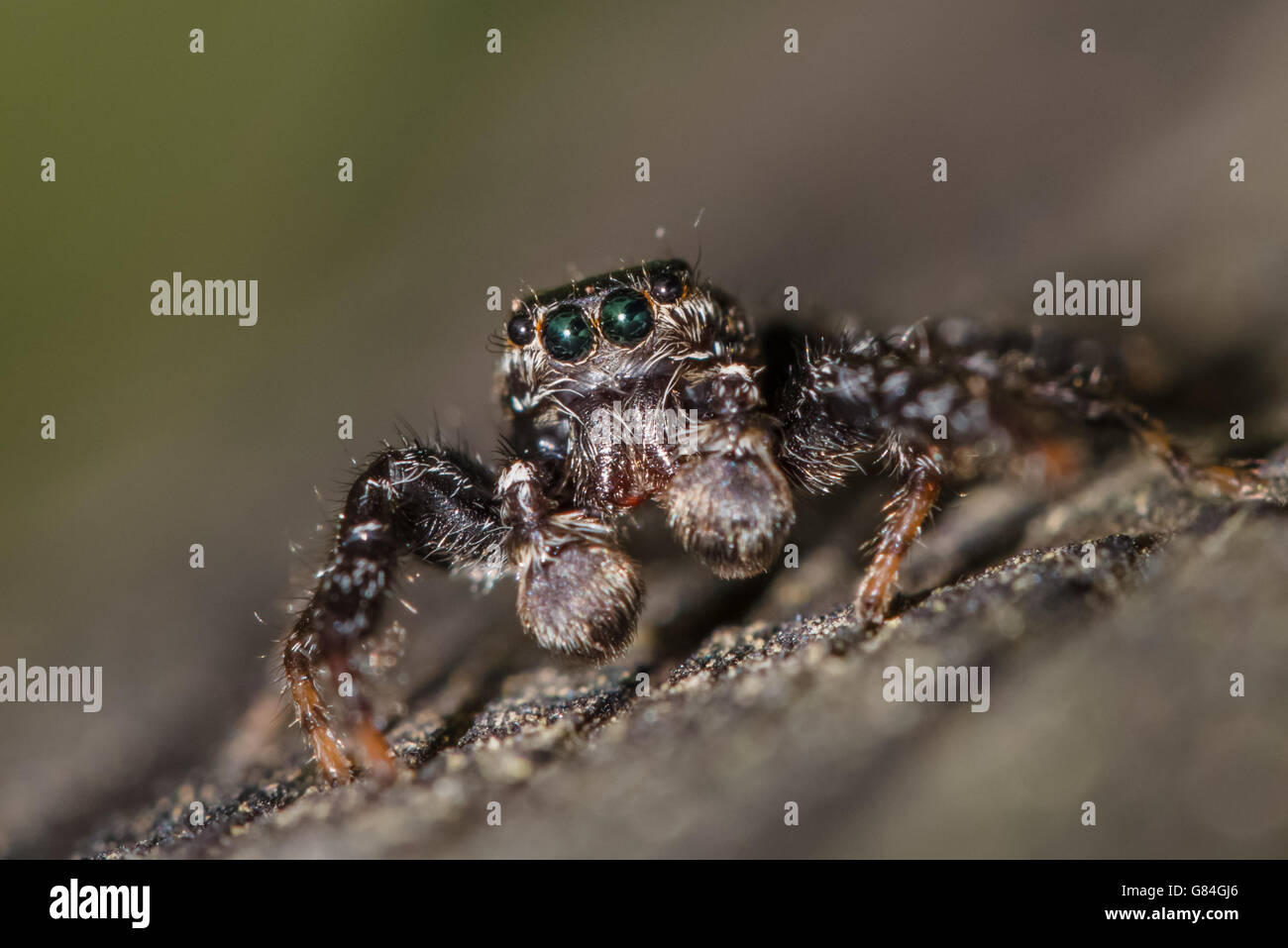 Fencepost jumping spider - Marpissa muscosa - close-up (maschio). Foto Stock