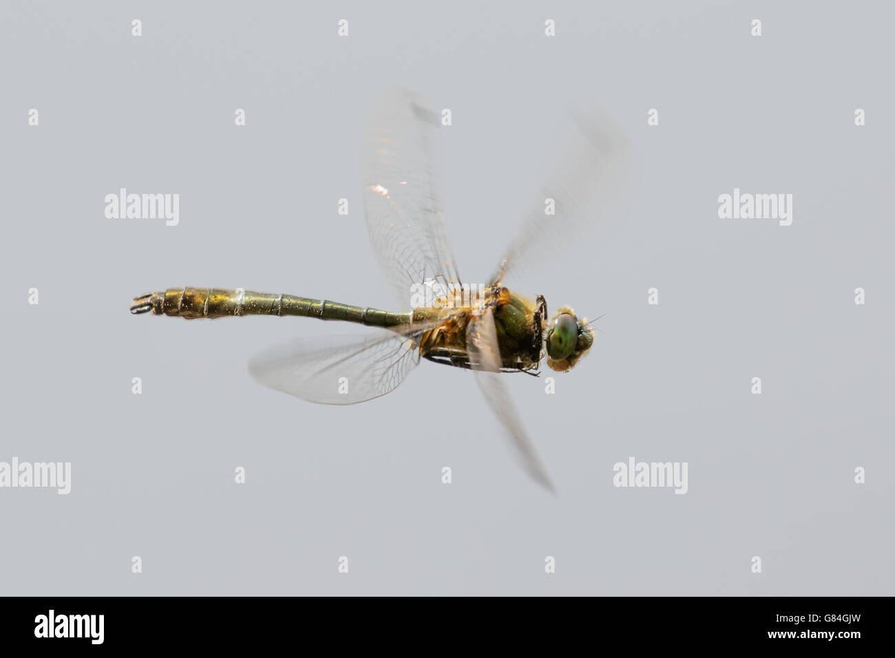 Roverella libellula Smeraldo (Cordulia aenea) in volo. Foto Stock