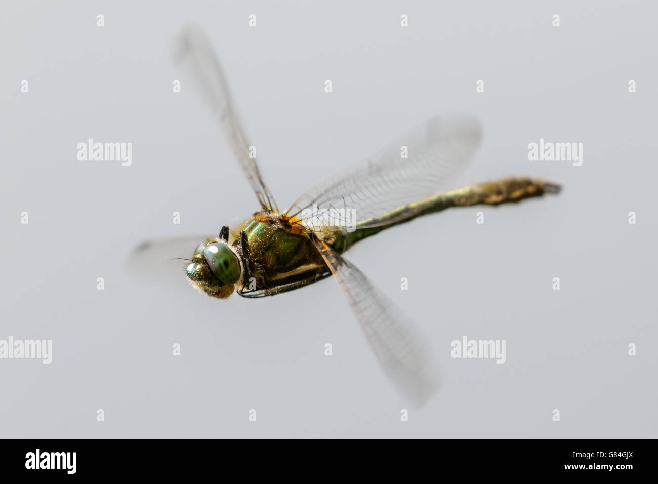 Roverella libellula Smeraldo (Cordulia aenea) in volo. Foto Stock