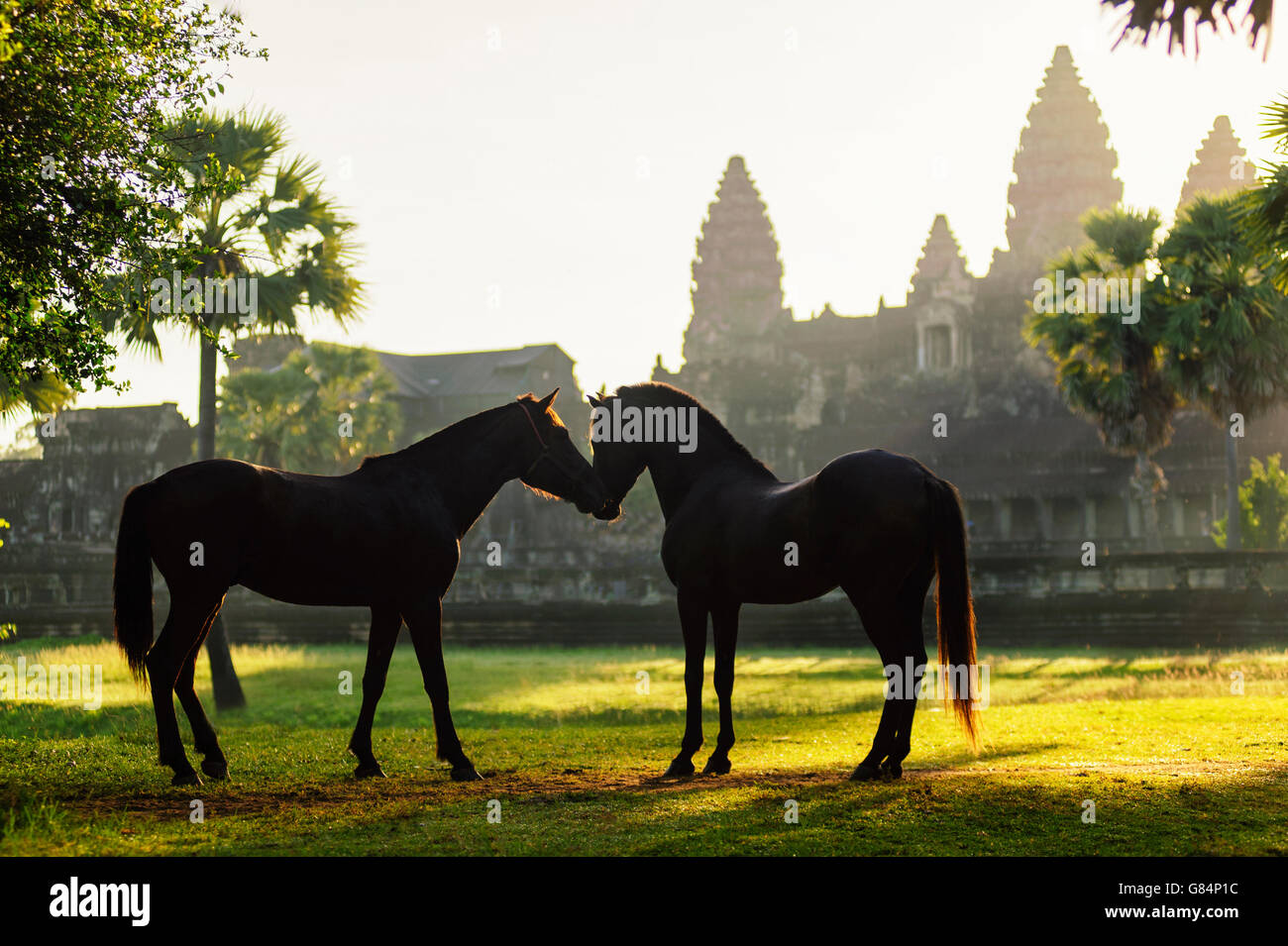 Due cavalli in piedi di fronte a Angkor Wat, riep Siem, Cambogia Foto Stock