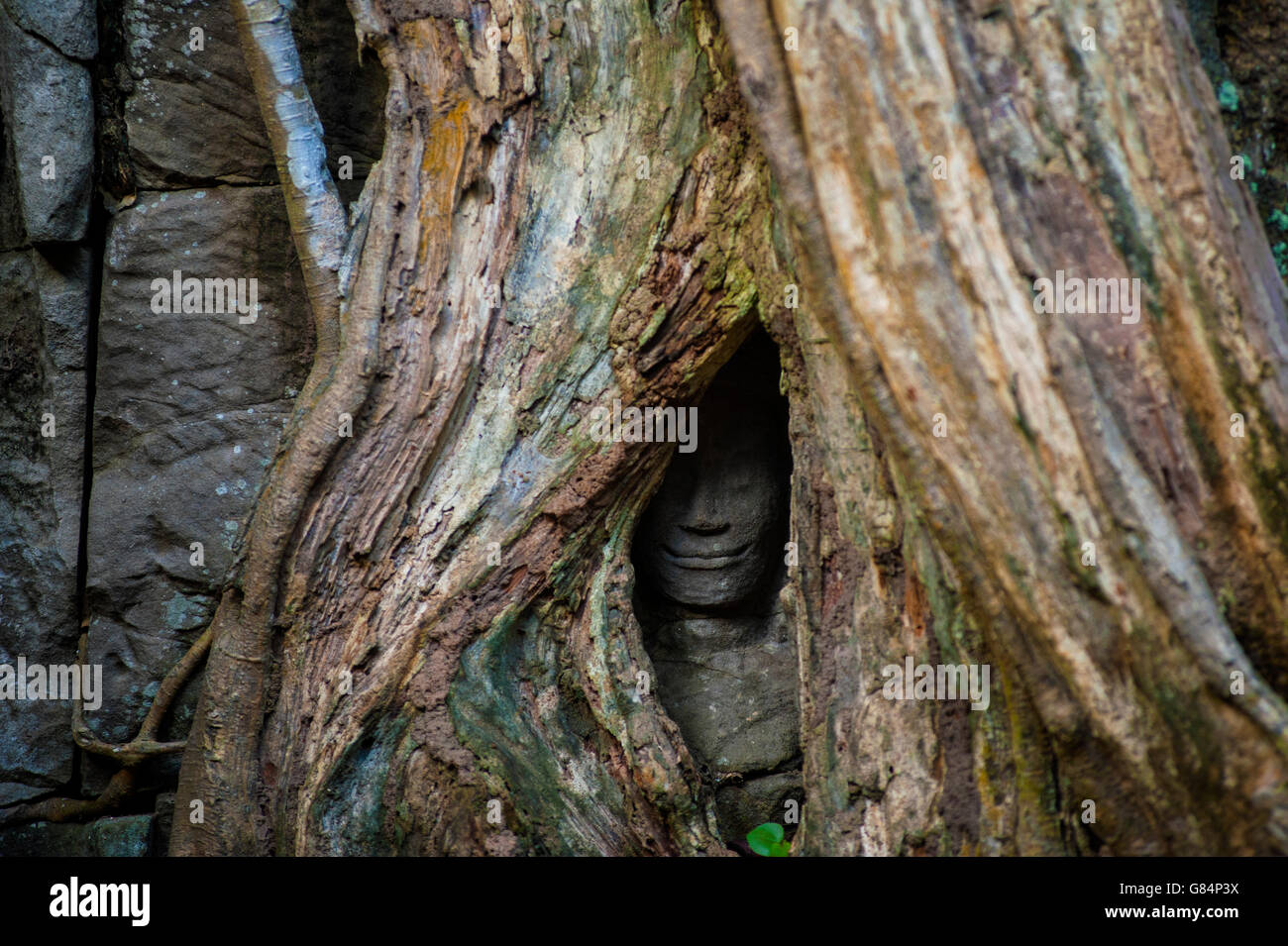 Close up di scultura nascosta dietro tree, Ta Prohm tempio, riep Siem, Cambogia Foto Stock