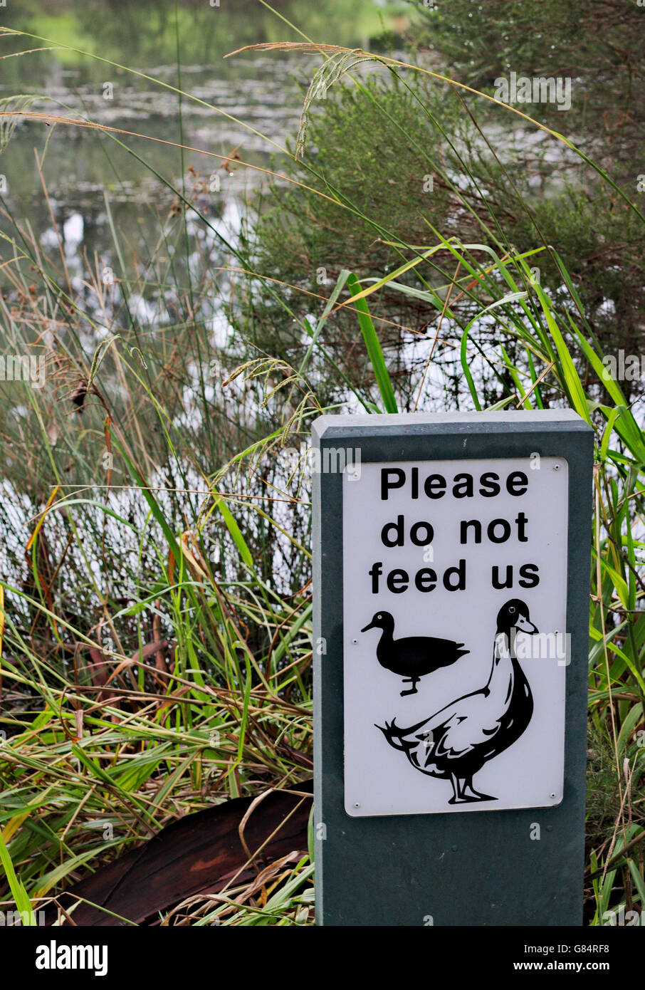 Vi prego di non alimentare il segno di anatre, sul bordo di un uomo fatto wetland. Foto Stock