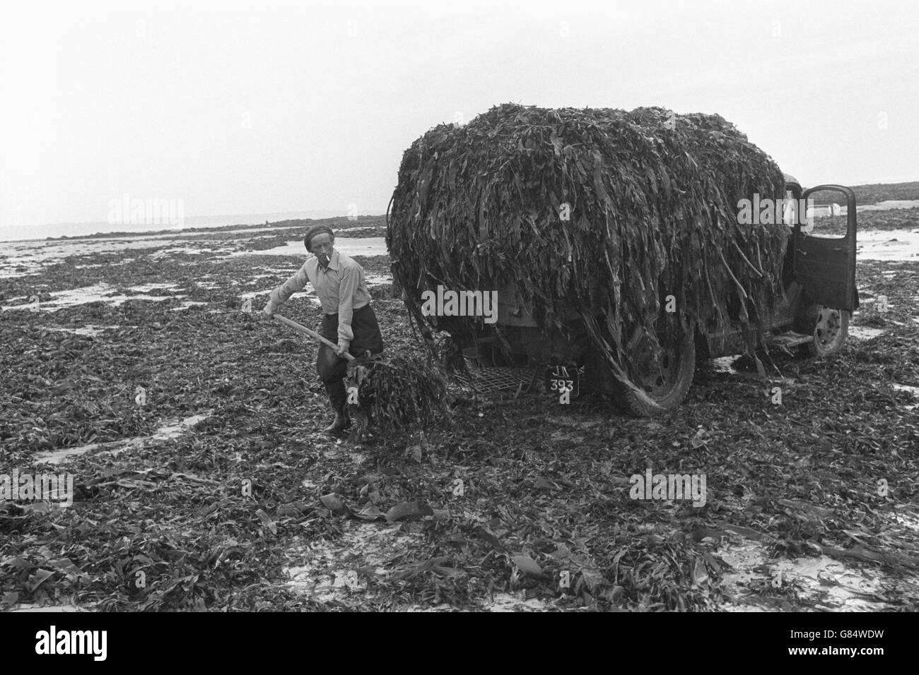 Alghe raccolte a Las Saline, St Ouen's Bay, in Jersey. Conosciuto localmente come Vraic, è raccolto sia manualmente che con mezzi meccanici dai residenti locali e dagli agricoltori che lo usano come fertilizzante. Foto Stock