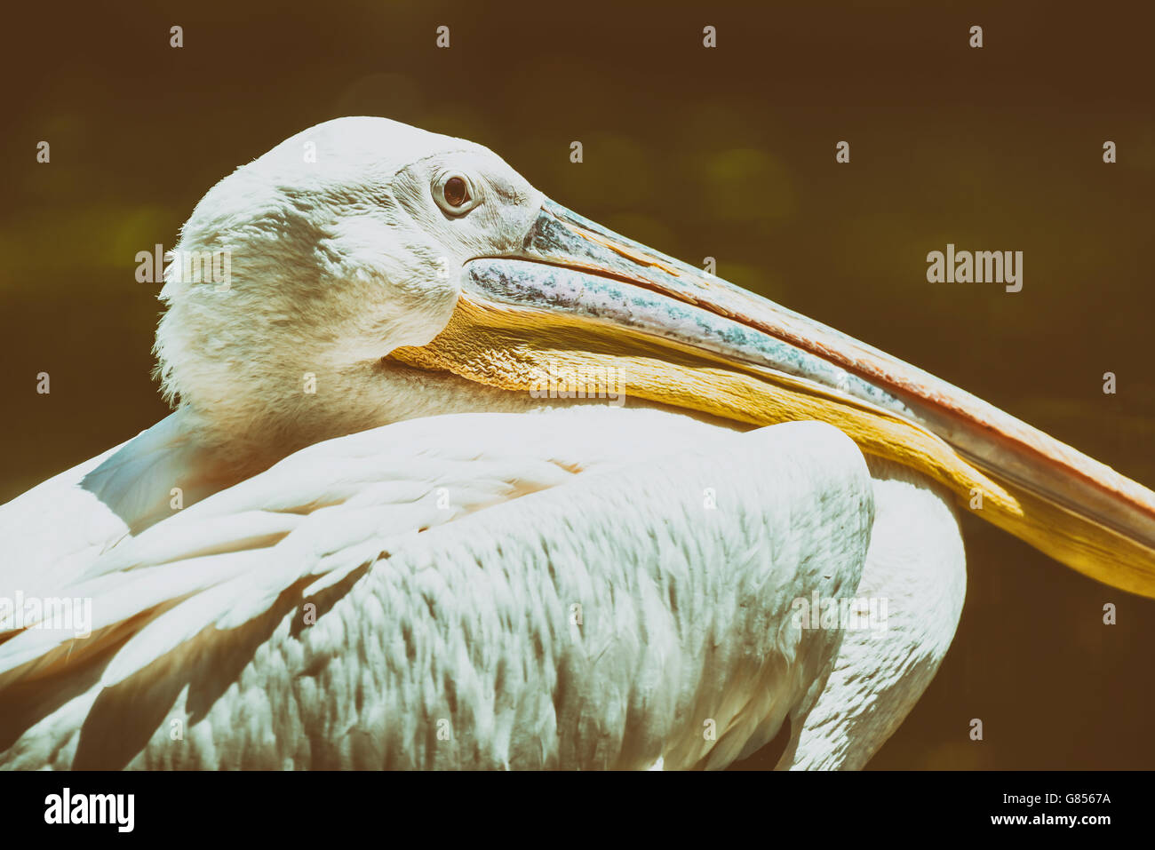 Wild Pellicano uccello ritratto Foto Stock