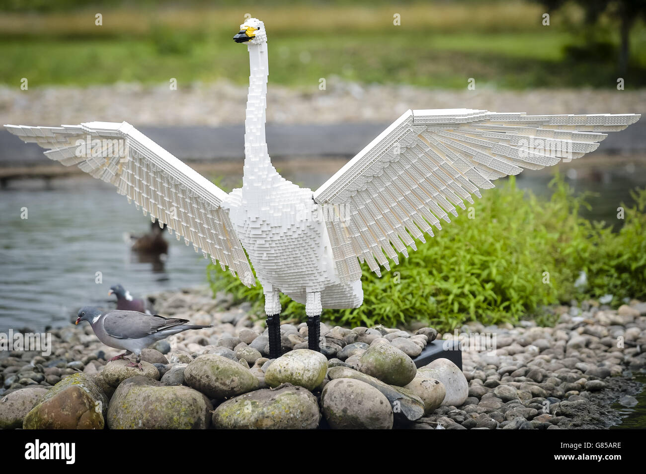 I piccioni si nutrono di una scultura LEGO realistica di un cigno di Bewick a Wildfowl e Wetlands Trust Slimbridge, Gloucestershire, dove in estate sono esposti 10 animali in mattoni LEGO progettati individualmente. Foto Stock