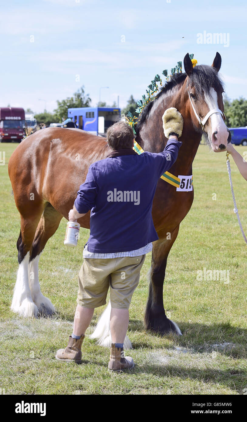 Old Croft Empress al Salone Essex Heavy Horse all'Orsett Showground, Essex. PREMERE ASSOCIAZIONE foto. Data immagine: Domenica 2 agosto 2015. Il credito fotografico dovrebbe essere: Ian West/PA Wire Foto Stock