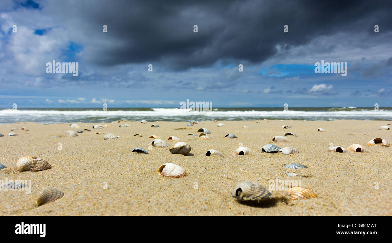 Conchiglie sulla spiaggia, De Cocksdorp, Olanda Foto Stock