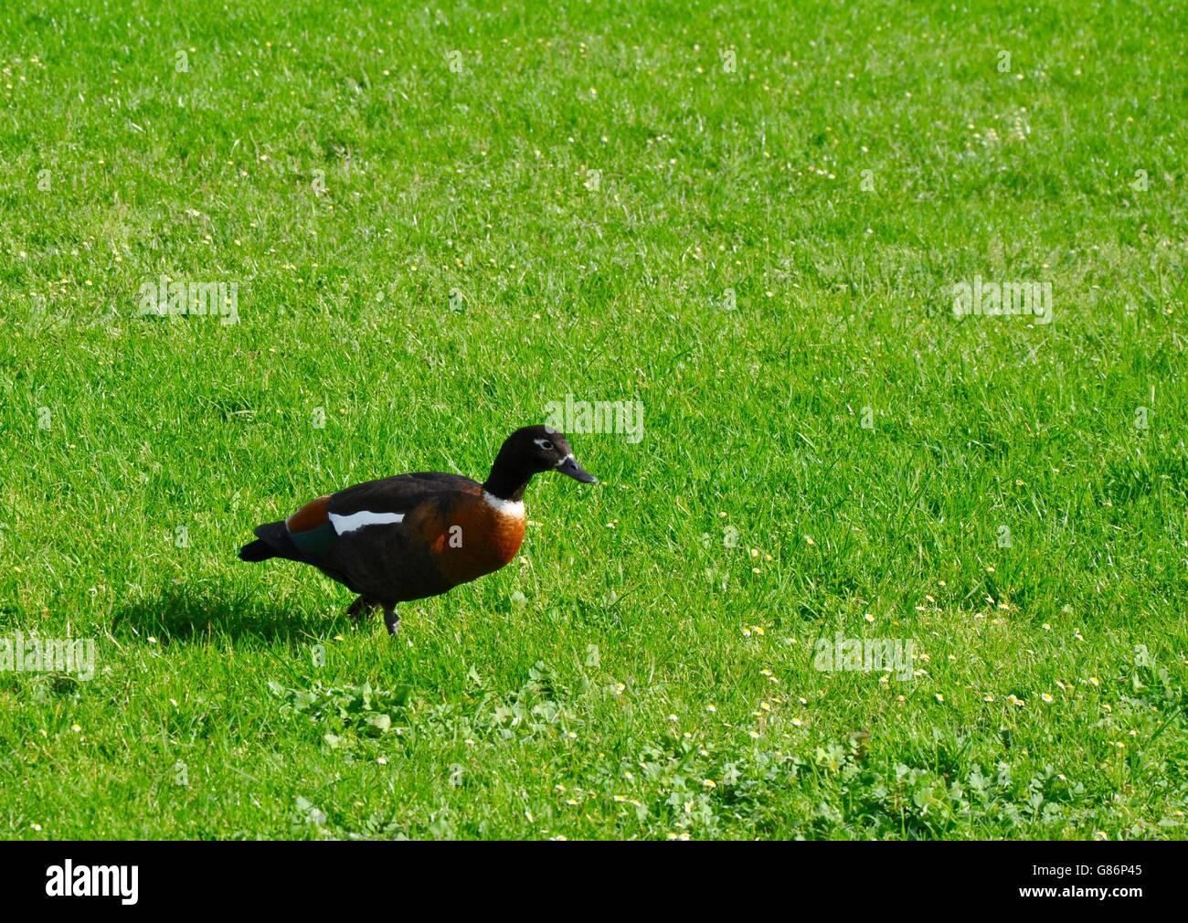 Vivacemente colorato femmina Shelduck australiano camminando sul luminoso verde erba in ambiente esterno in Western Australia. Foto Stock