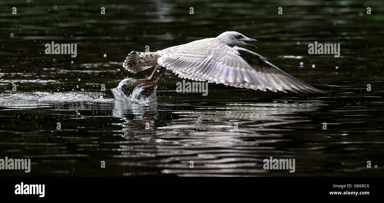 Tempo estivo 10 agosto 2015. Un gabbiano in uno stagno nel verde di St Stephen a Dublino. Foto Stock