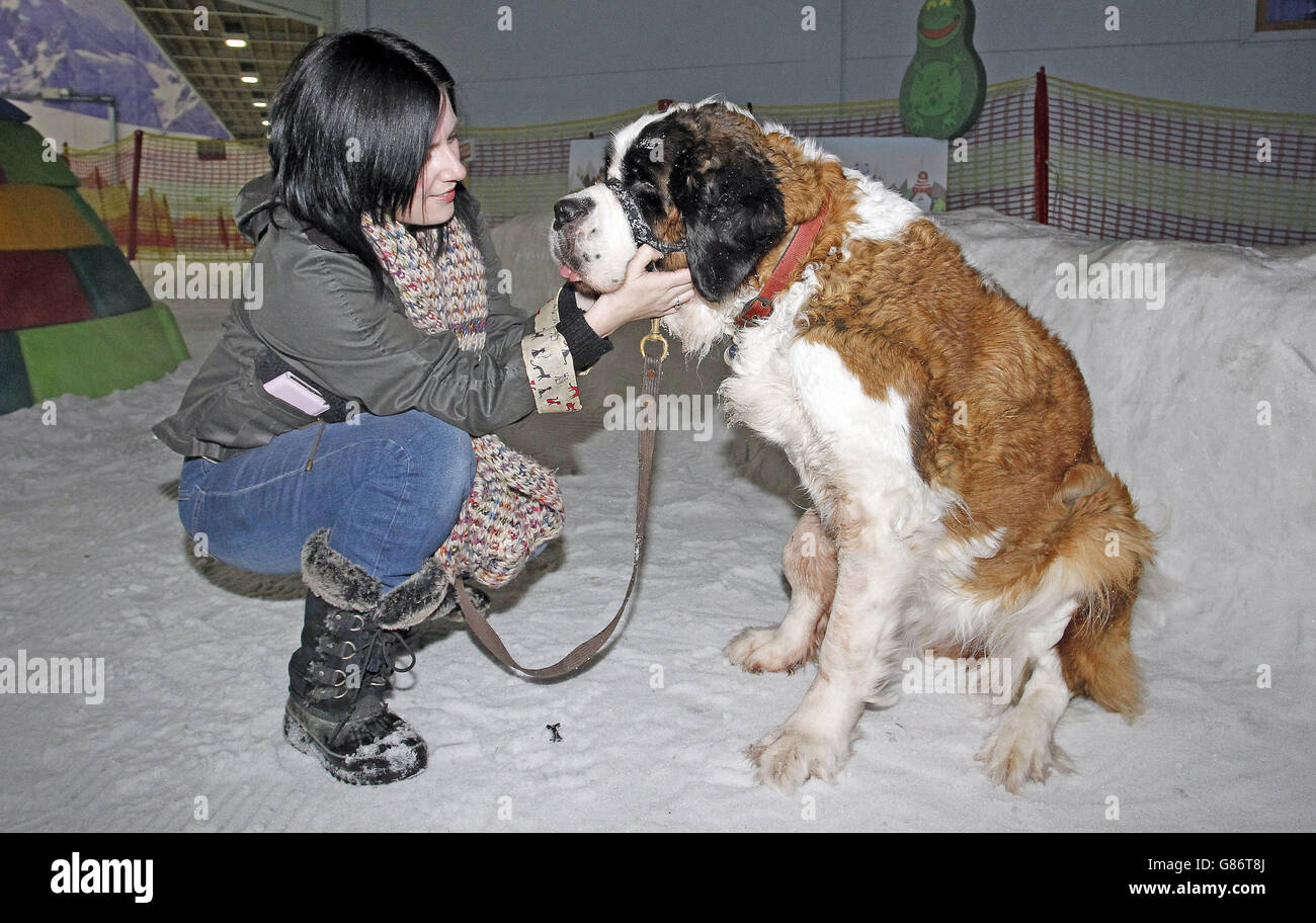 Alyson Paige con il suo cane San Bernardo Sophia in una visita al Chill Factore a Manchester. Foto Stock