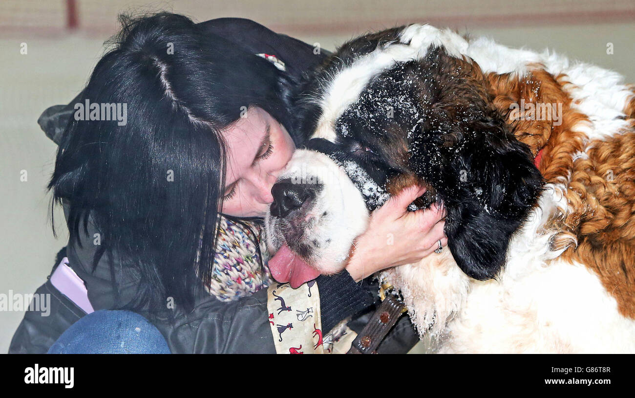 Alyson Paige con il suo cane San Bernardo Sophia in una visita al Chill Factore a Manchester. Foto Stock