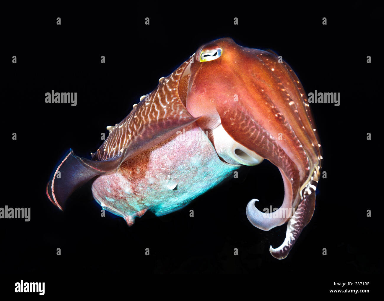 Ritratto di animali di un faraone seppie, Sorong, Papua occidentale, in Indonesia Foto Stock