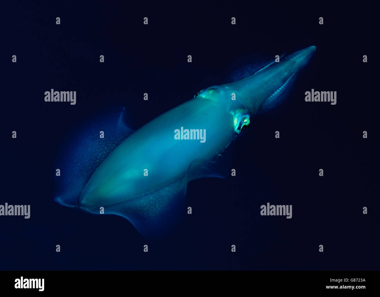 Ritratto di animali di una barriera corallina bigfin squid, Sorong, Papua occidentale, in Indonesia Foto Stock