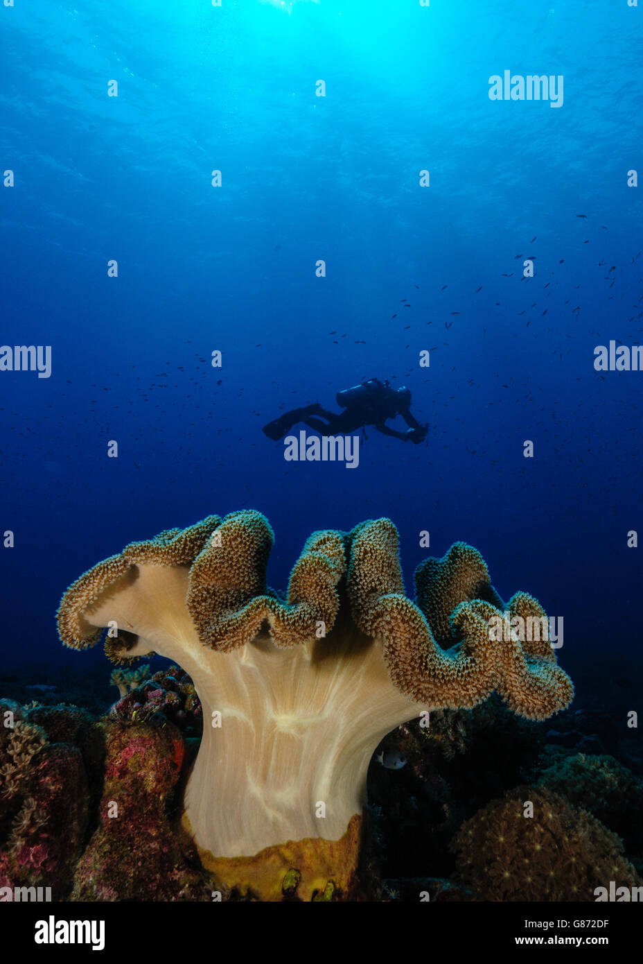 Silhouette di un nuoto subacqueo dietro di corallo, Swallow reef, Filippine Foto Stock