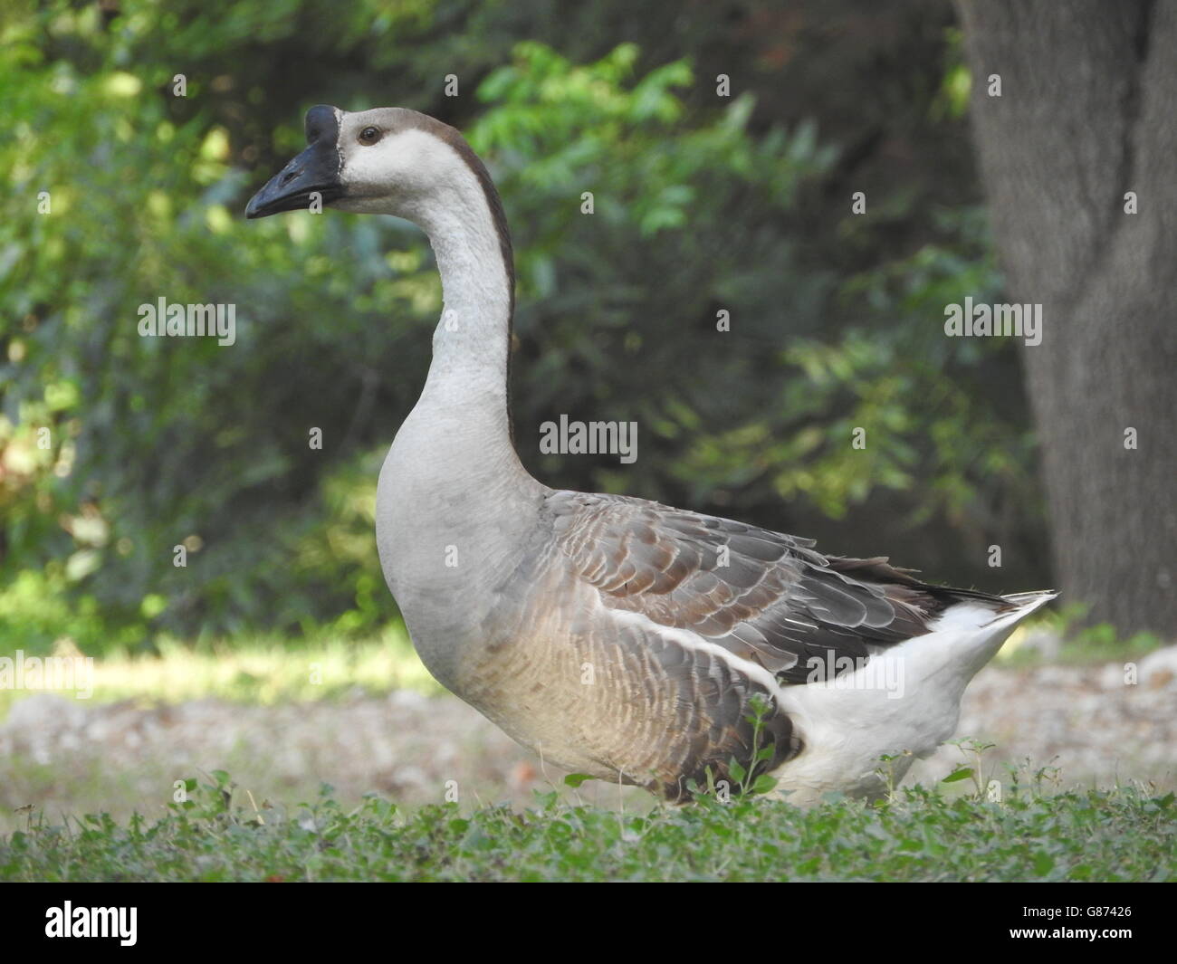 Un cigno goose (Anser cygnoides), o il cinese d'oca, sorge nel profilo in una patch di erba. Foto Stock