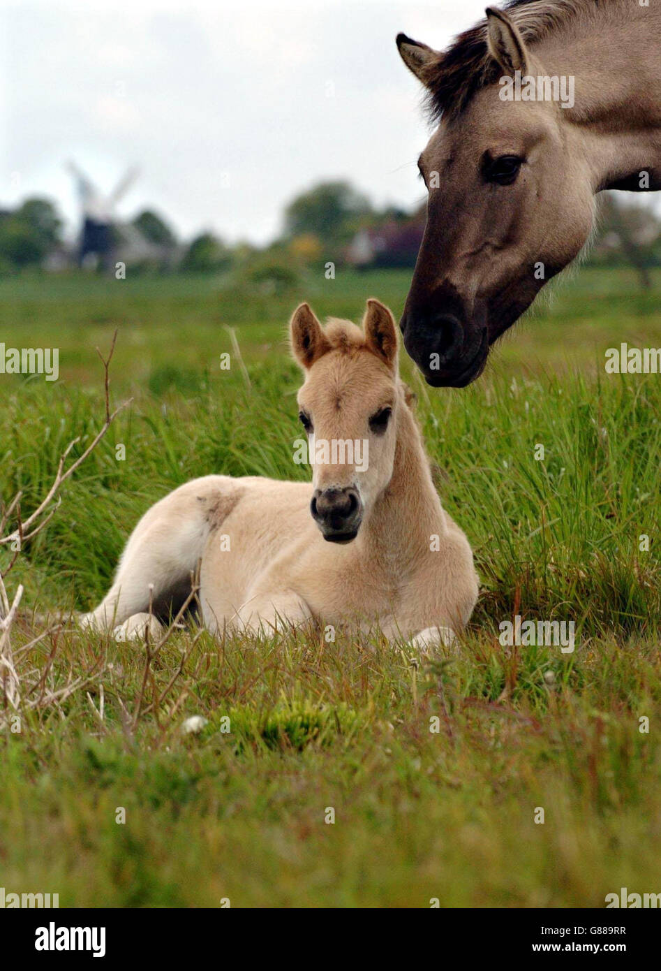 Konik Ponies - una primitiva razza polacca - ha portato al fen per aiutarla a gestirla in modo sostenibile. Foto Stock