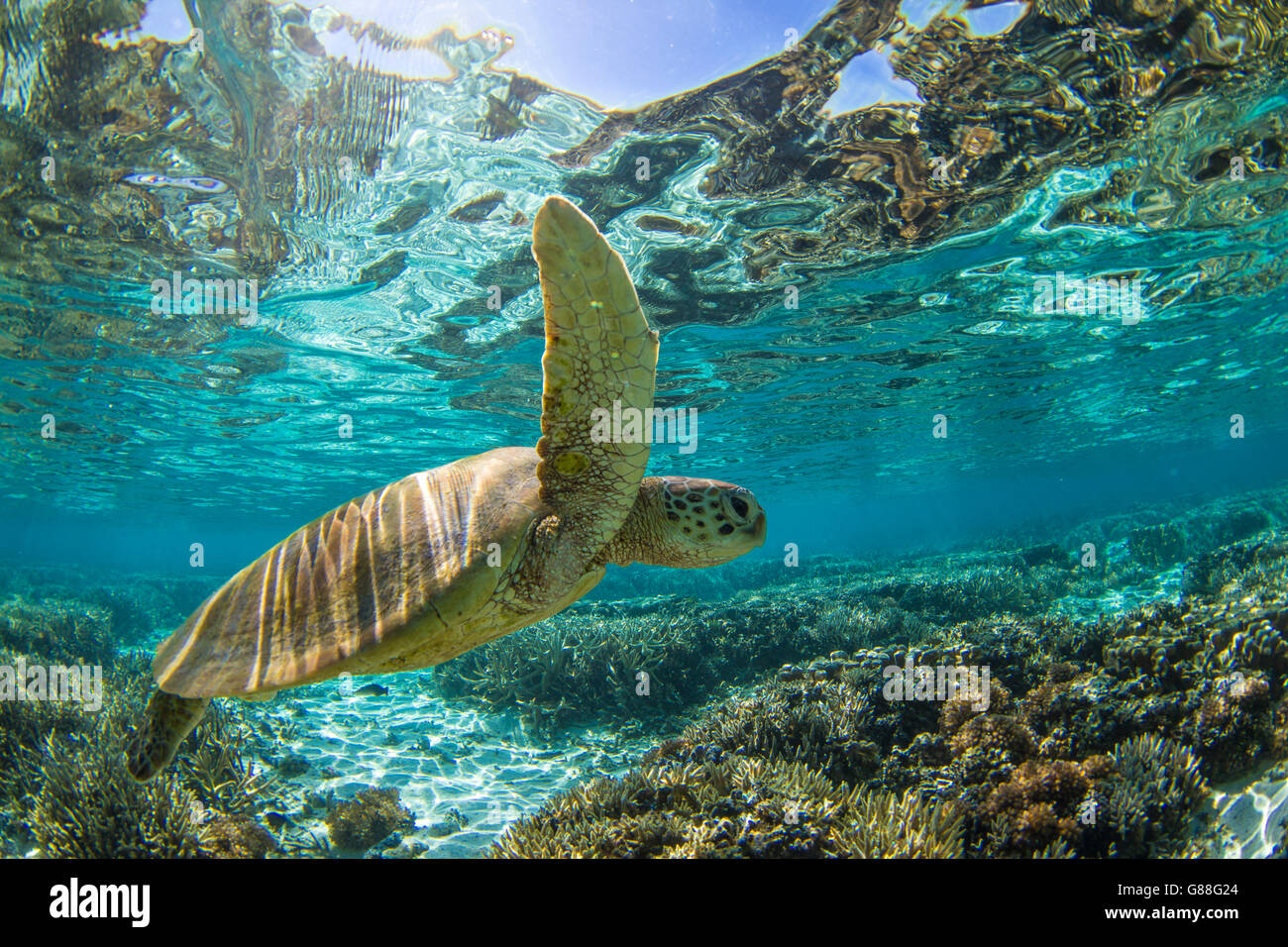 Close-up di una tartaruga di nuoto subacqueo, della Grande Barriera Corallina, Queensland, Australia Foto Stock