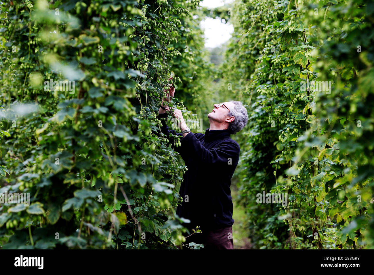 Rupert Thompson, il proprietario della fabbrica di birra di Hogs Back, sceglie il luppolo dal primo raccolto nel suo giardino di luppolo a Tongham, vicino a Farnham, Surrey. Foto Stock