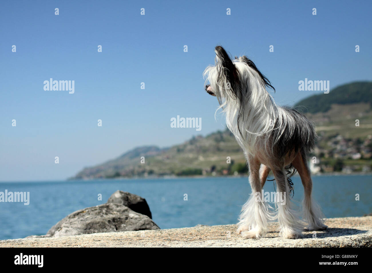 Il cinese Crested cane dal lago, Svizzera Foto Stock