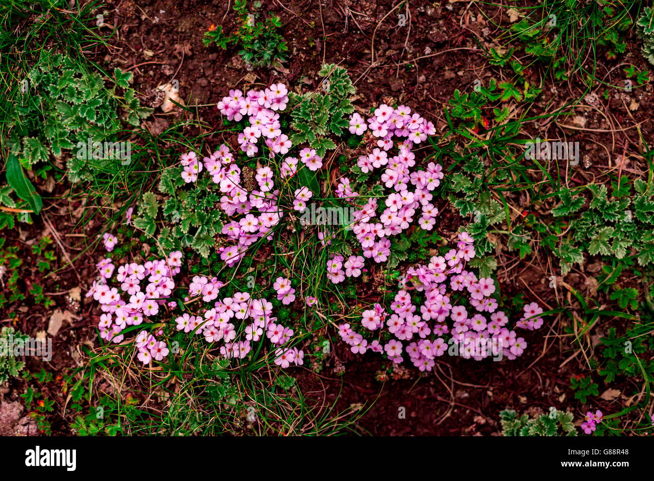 Kashmir floreale Foto Stock