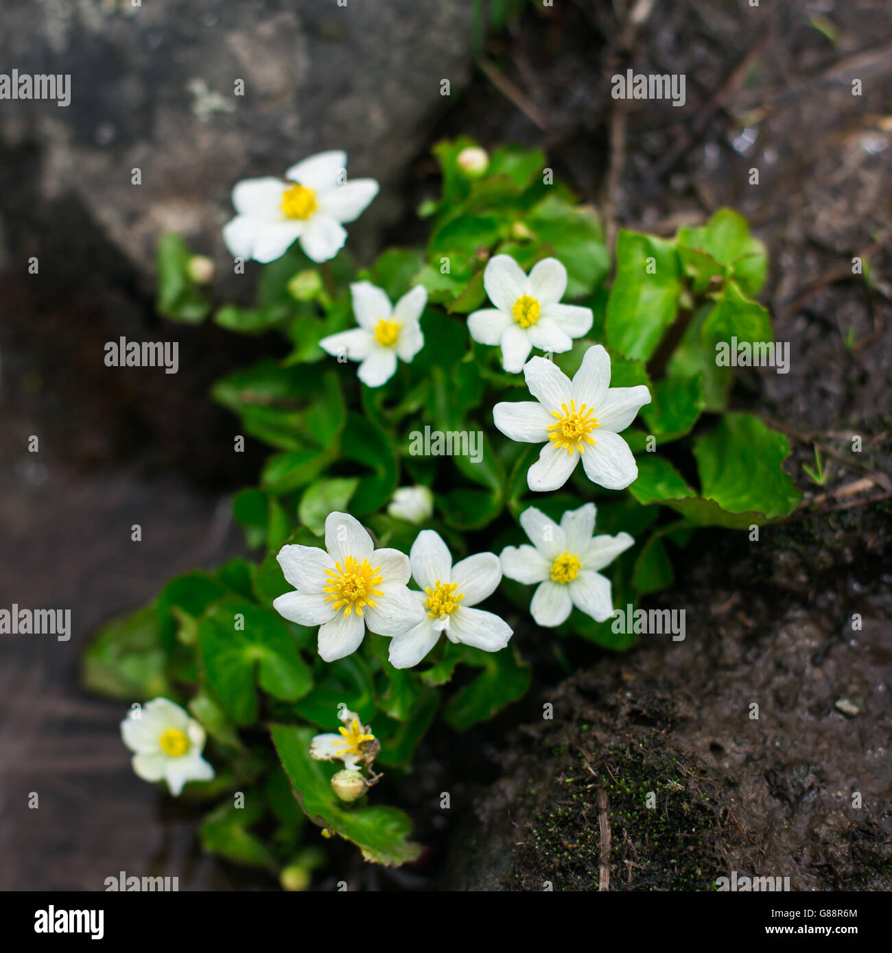 Kashmir floreale Foto Stock