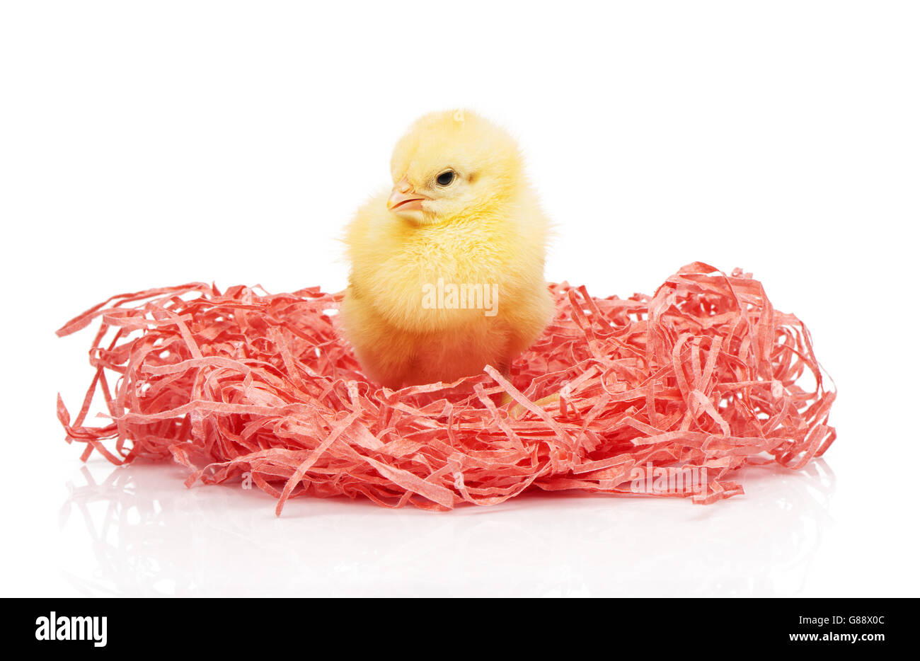 Piccolo giallo pollo in carta rosa nest isolati su sfondo bianco Foto Stock