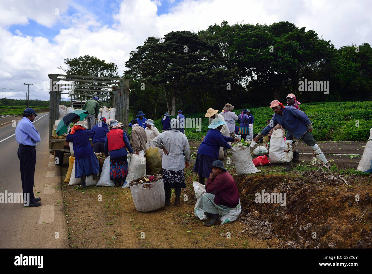 Raccoglitori di tè, teaplantation Bois Cherie, Mauritius Foto Stock