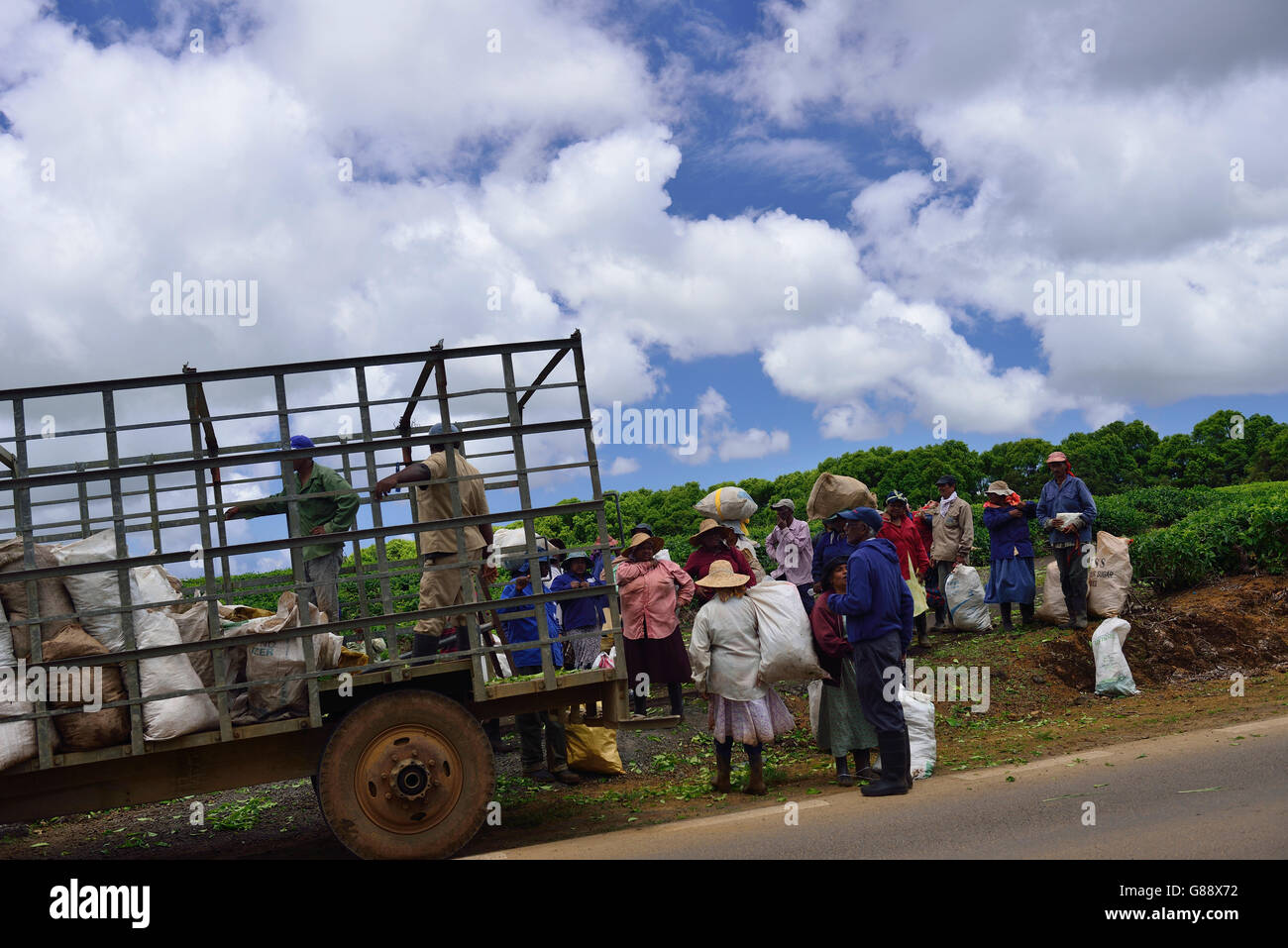 Raccoglitori di tè, teaplantation Bois Cherie, Mauritius Foto Stock