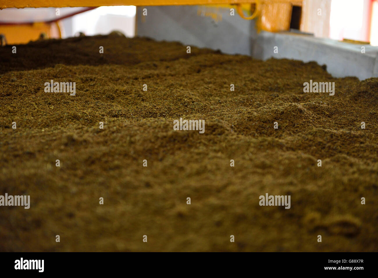 Elaborazione di tè, teaplantation Bois Cherie, Mauritius Foto Stock
