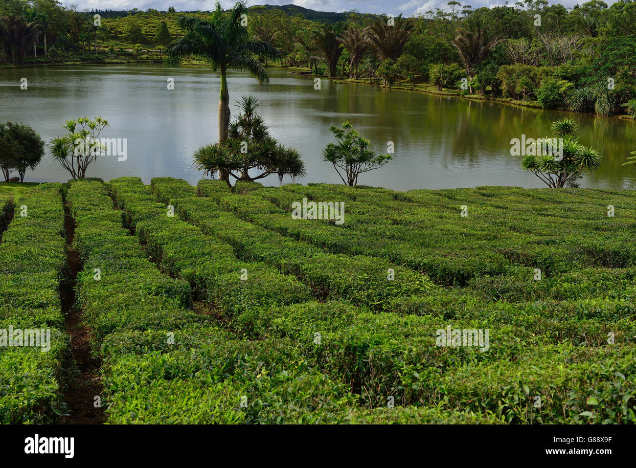Teaplantation Bois Cherie, Mauritius Foto Stock
