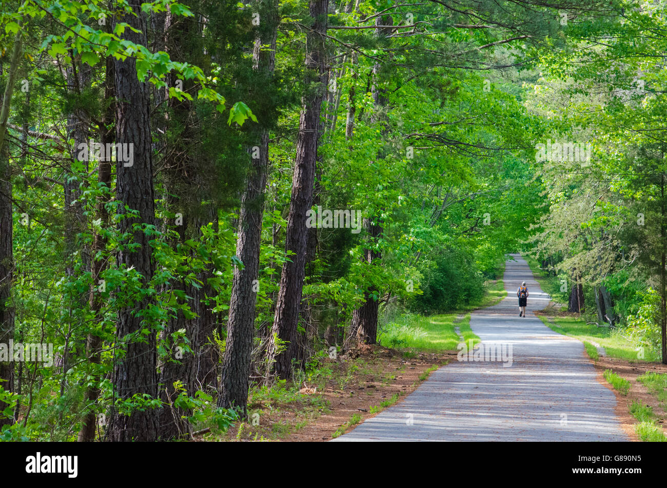 Vista posteriore della donna che cammina sul percorso lungo gli alberi nelle foreste Foto Stock
