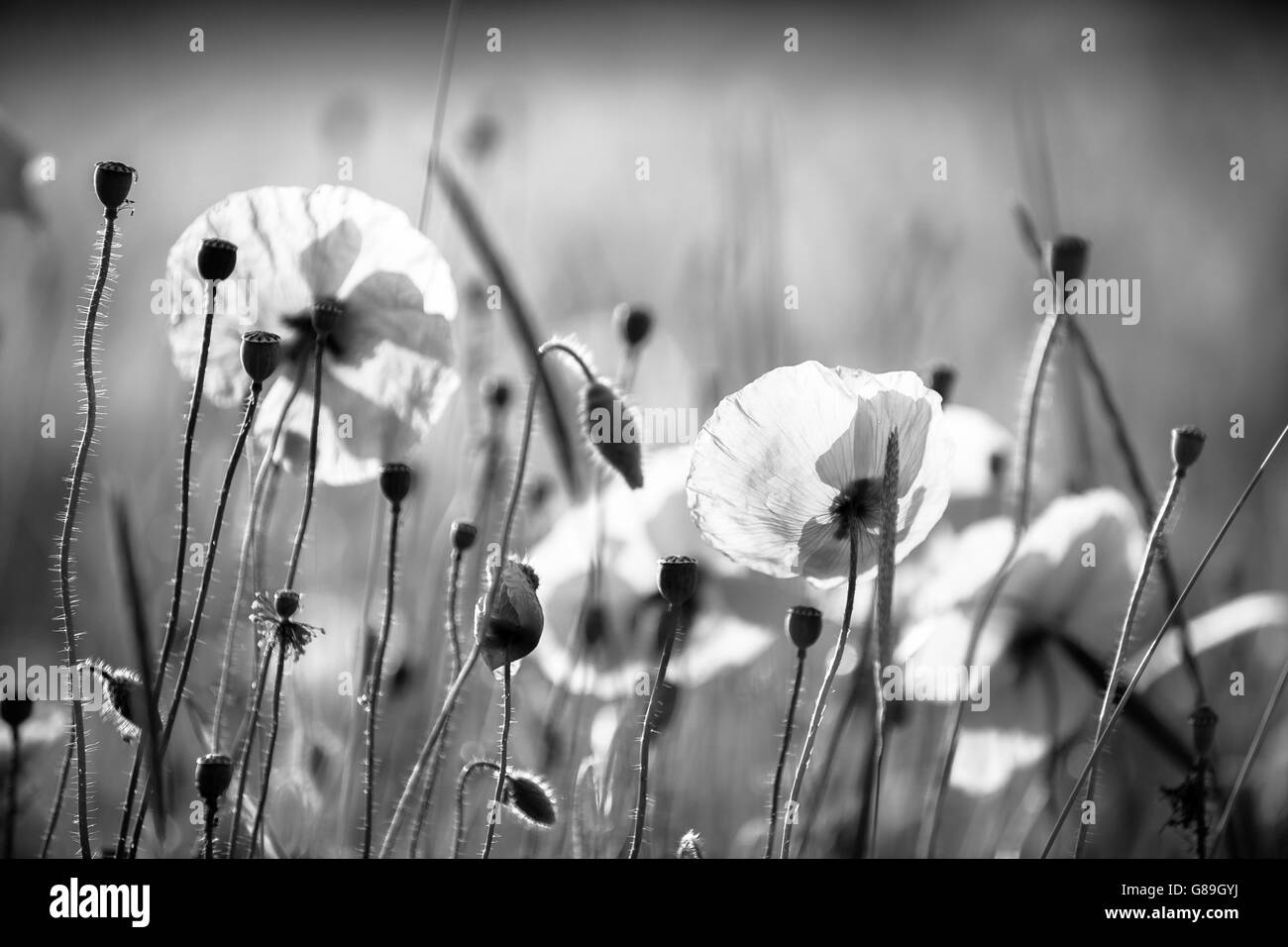 Poppies in bianco e nero macro Foto Stock