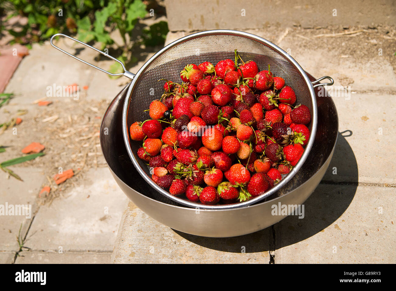 Recipiente di metallo con fragole è sul pavimento Foto Stock